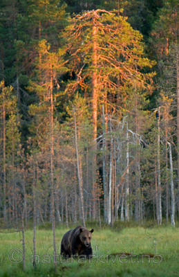 BB 10 0104 / Ursus arctos / Brunbjørn